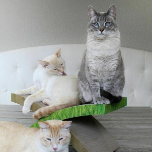 מגרדת Easy Life של Petstages