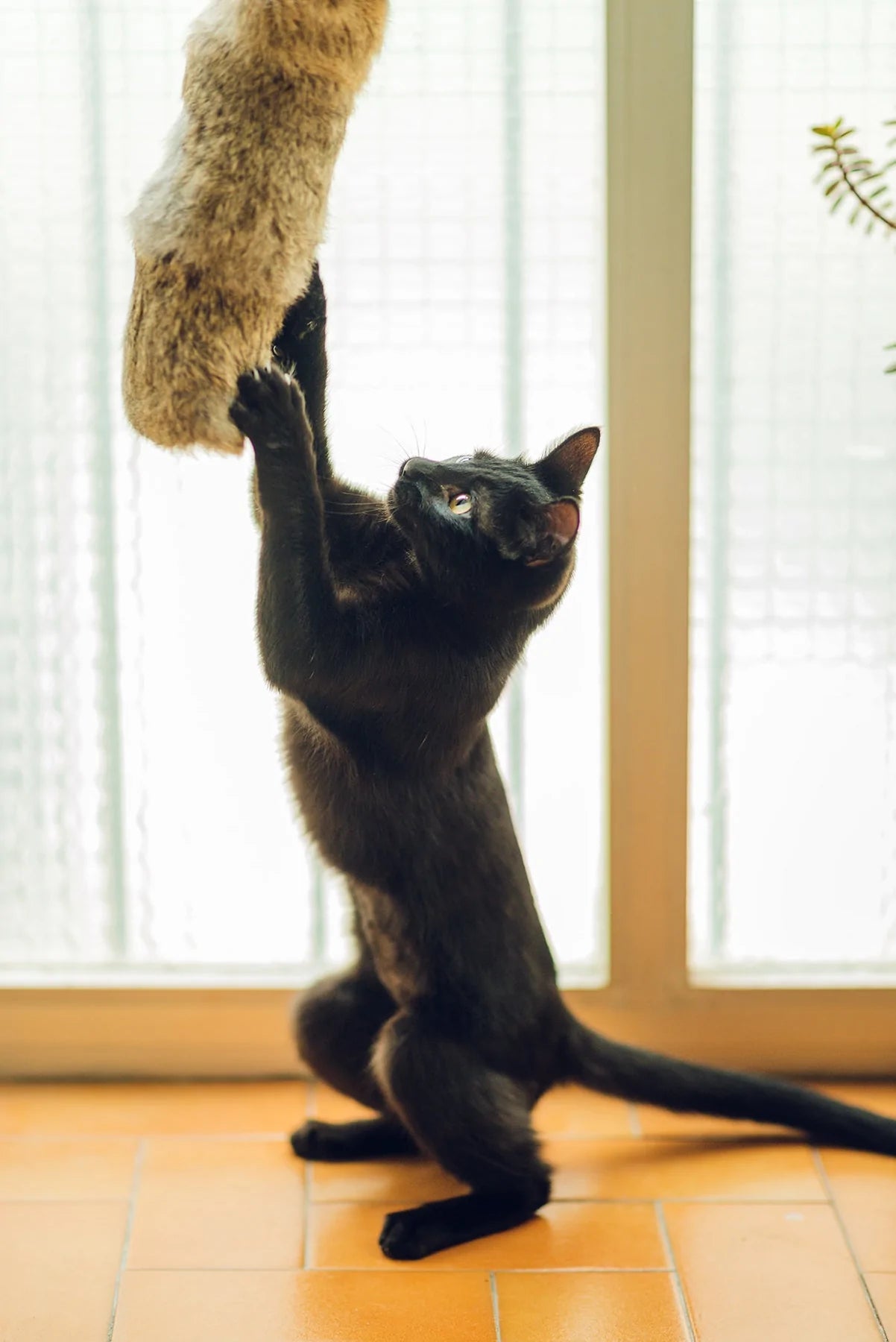 גלוריה GEHRY צעצוע צייד לחתולים מפרווה אמיתית 40 ס"מ