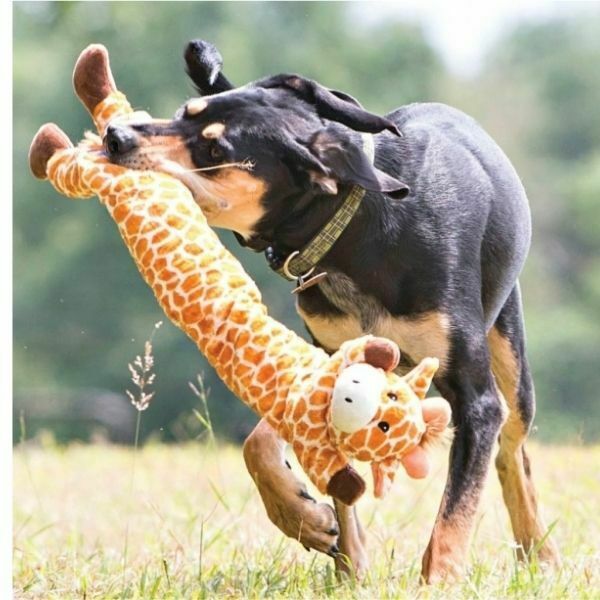 דביבון לונגי Outward Hound