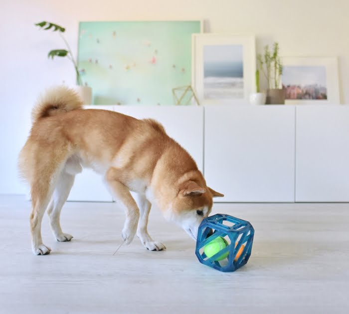 קוביית פאזל Outward Hound