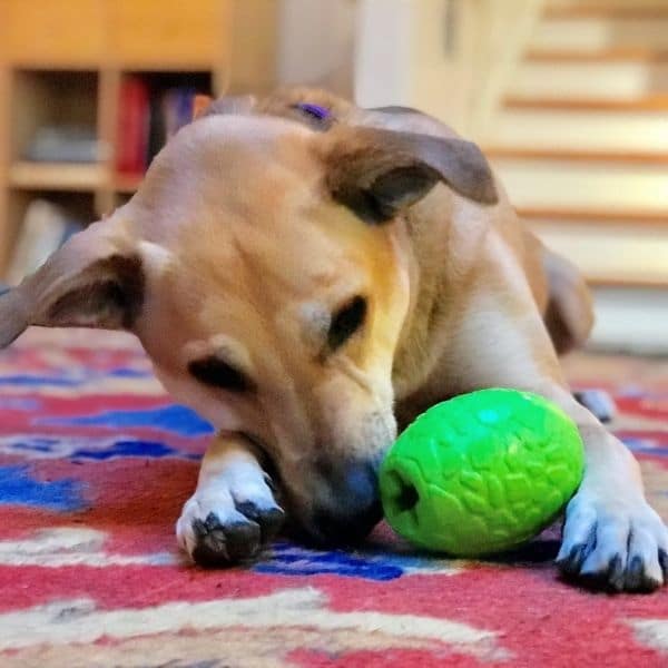 סודה פאפ ביצת דינוזאור