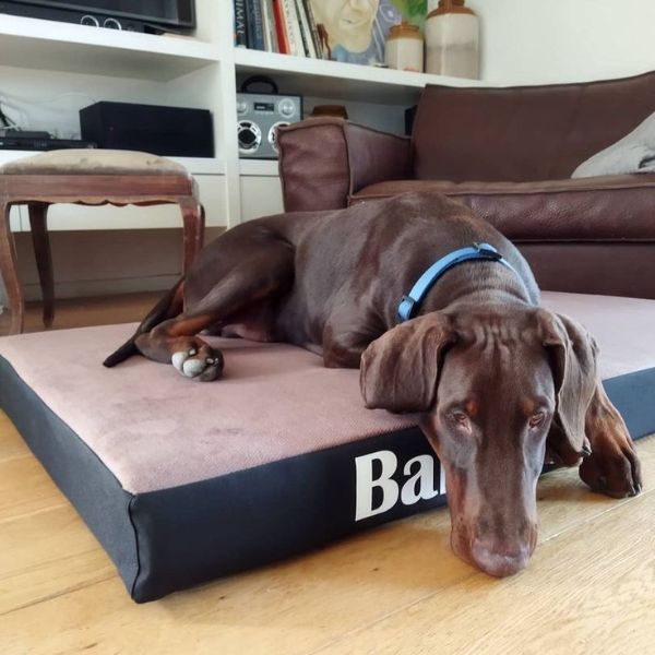 Bark בארק מזרן אורטופדי גדול לכלבים - 120X80