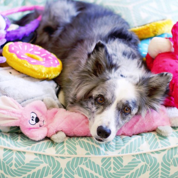 זיפי פוז ג'יגלרז ארנב