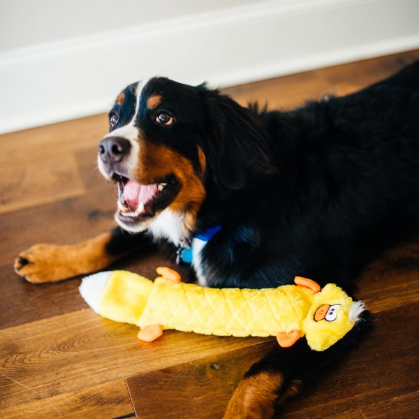 זיפי פוז ג'יגלרז ברווז