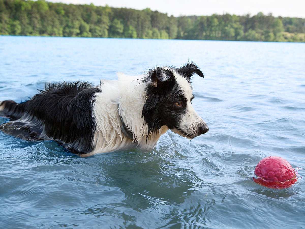 West paw - כדור משחק קשיח Boz