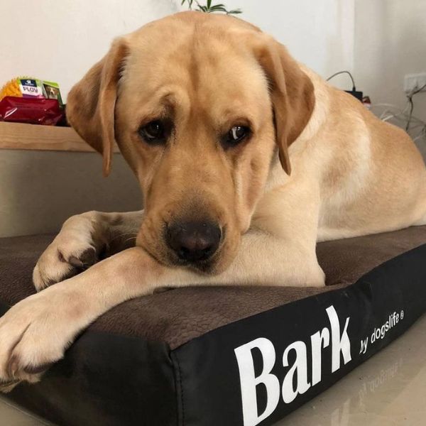 Bark בארק מזרן אורטופדי לכלבים ענק - 150X100 ס"מ