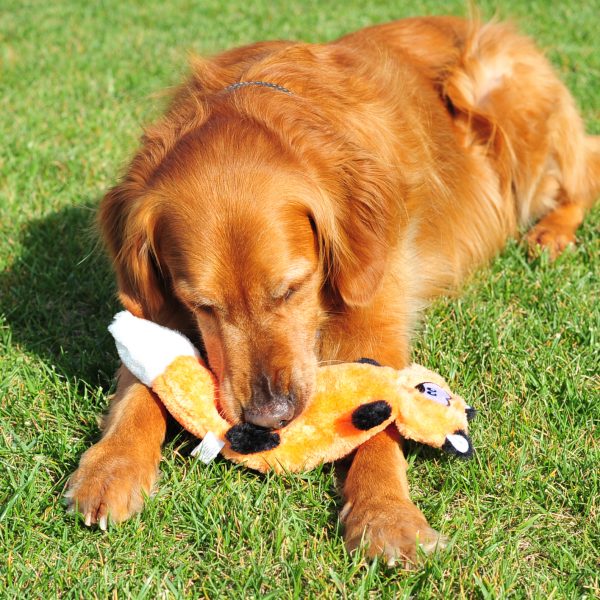 זיפי פוז זינגי שועל