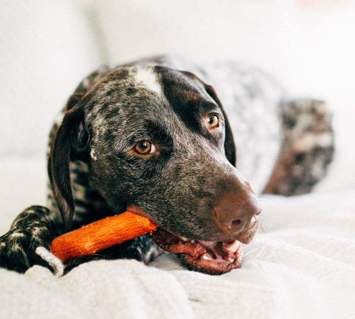 Pet Stages - צעצוע לעיסה דוראבל סטיק ברביקיו