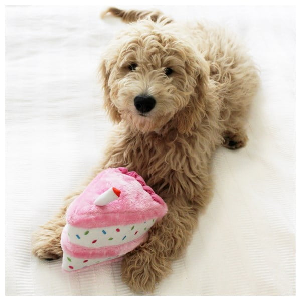 זיפי פוז עוגת יום הולדת לכלבים