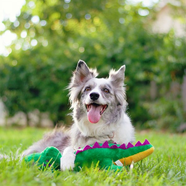 זיפי פוז אלווין התנין