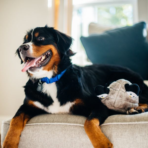 זיפי פוז - מערת פינגווינים