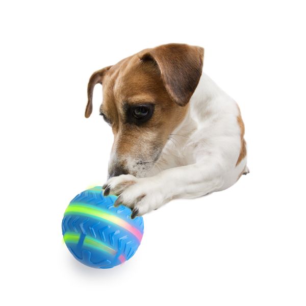 כדור אקשן רץ וקופץ לכלבים AFP