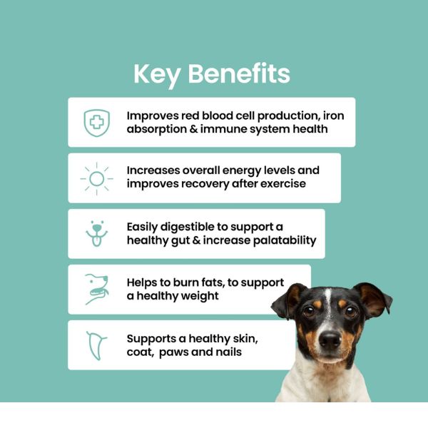 בריליאנט אבקת חלבון סלמון תוסף פרוביוטי לכלבים לעיכול ובריאות המעיים - 300 גרם