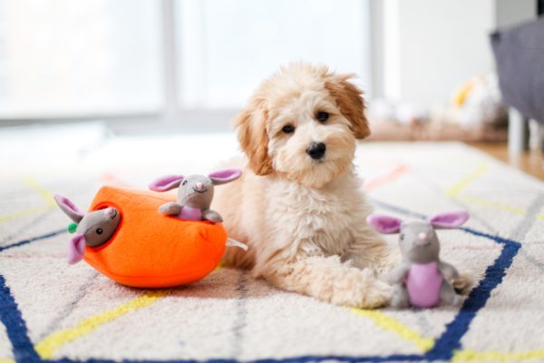 זיפי פוז - ארנבים וגזר