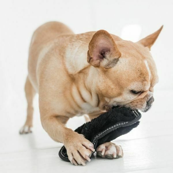 סקיני אריה בלתי מנוצח Outward Hound