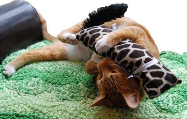 קיקרו כרית קטניפ לחתול