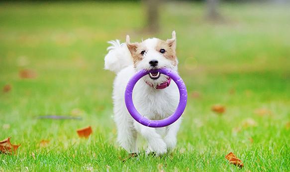 פולר טבעות משחק ואימון לכלבים מיני - קטן