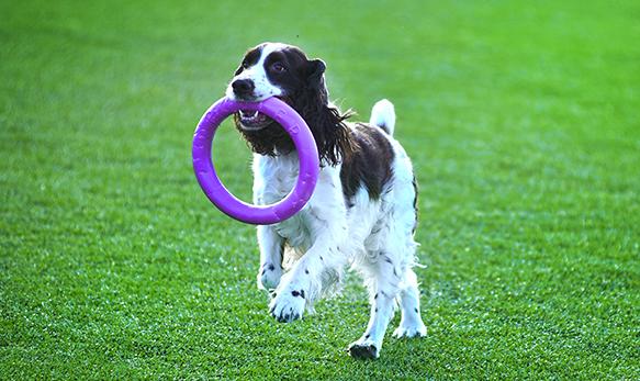 פולר טבעות משחק ואימון לכלבים מידי - בינוני