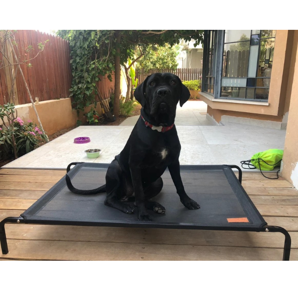 מיטה מוגבהת dogslife טרמפולינה - אפור