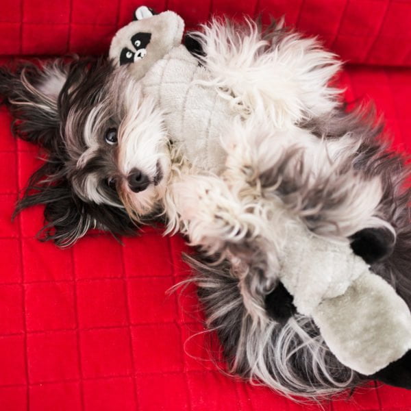 זיפי פוז ג'יגלרז דביבון