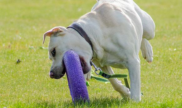פולר טבעות משחק ואימון לכלבים מקסי - ענק