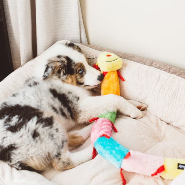 זיפי פוז זחל מצפצף