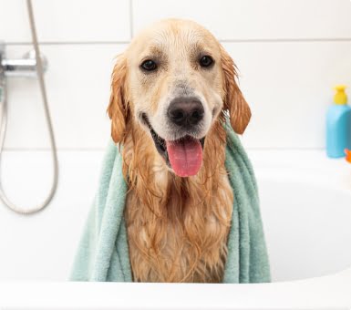 מקלחת לכלב