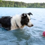 Boz Dog Ball Floats In Water.jpg